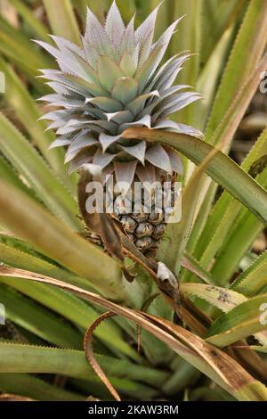 Fattoria di ananas in una zona remota a Mannar, Sri Lanka. Questa azienda agricola produce ananassi biologici e biodinamici e impiega lavoratori agricoli che vivono in aree svantaggiate dello Sri Lanka per migliorare il loro tenore di vita. (Foto di Creative Touch Imaging Ltd./NurPhoto) Foto Stock
