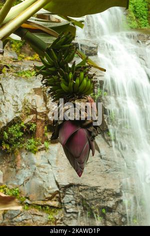 Banana albero con cascata sullo sfondo Foto Stock
