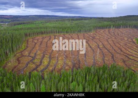 La vista aerea del taglio netto che mostra le tracce delle trebbiatrici, il taglio netto / lo svuotamento è una pratica di silvicoltura / registrazione in cui tutti gli alberi sono tagliati Foto Stock