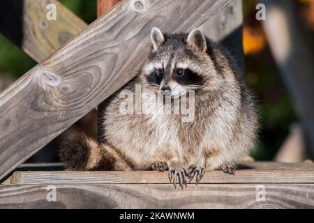 Ravone comune (Procyon lotor) sunning tra travi / legname di ponte di legno, specie invasive nativo del Nord America Foto Stock