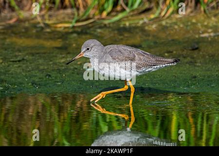 Comune redshank (Tringa totanus) in inverno piumaggio / non-allevamento piumaggio foraggio lungo la riva del lago in autunno / caduta Foto Stock