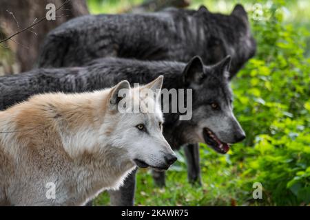 Confezione di lupi nordoccidentali bianchi e neri / lupo della valle di Mackenzie / lupi canadesi / allaschi (Canis lupus occidentalis) a caccia nella foresta Foto Stock