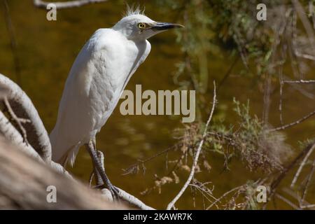 Un piccolo Egret a la Charca de Maspalomas Foto Stock