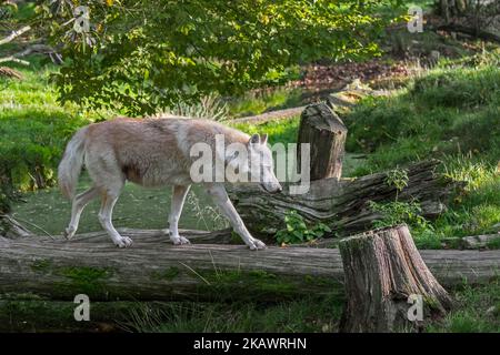 Lupo bianco Northwestern / lupo della valle di Mackenzie / Alaskan / lupo canadese del legno (Canis lupus occidentalis) che attraversa il ruscello sopra il tronco dell'albero caduto Foto Stock