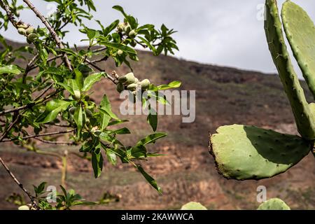 Splendidi fiori visti durante un'escursione da Barranco de Guayadeque a Caldera de los Marteles, un'area vulcanica con campi asciutti in fondo, Gran Canaria, CA Foto Stock