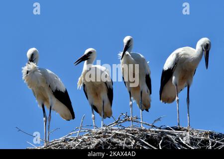 Un gregge di cicogne bianche su un nido contro un cielo azzurro chiaro Foto Stock