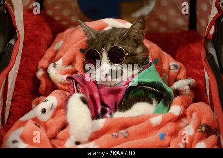 I gatti dormono durante il CFA International Asia Cat Show 2018 a Bangkok, Thailandia, 17 marzo 2018. (Foto di Anusak Laowilas/NurPhoto) Foto Stock