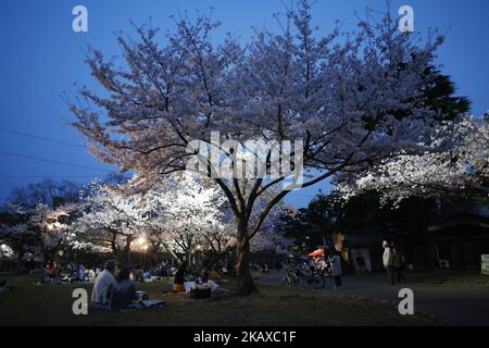 La fioritura dei ciliegi è raffigurata il 29 marzo 2018 a Tokyo, Giappone. I giapponesi hanno una lunga tradizione di godere della fioritura dei ciliegi. Durante la stagione della fioritura dei ciliegi, migliaia di persone si radunano in Giappone per praticare 'Hanami' (feste di osservazione dei fiori), la secolare tradizione di fare picnic sotto un albero Sakura in fiore. (Foto di Hitoshi Yamada/NurPhoto) Foto Stock