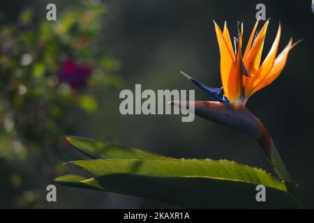 Una vista di Strelitzia, conosciuta anche con un nome comune come l'uccello del Paradiso fiore, una pianta che appartiene alla famiglia delle piante Strelitziaceae. Domenica 22 aprile 2018, a Funchal, Isola di Madeira, Portogallo. (Foto di Artur Widak/NurPhoto) Foto Stock