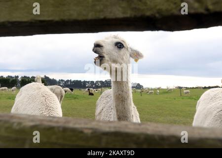 Un alpaca visto alla fattoria Sherlin Alpaca Stud nel distretto di Selwyn a Christchurch, Nuova Zelanda il 5 maggio 2018. Gli alpaca furono importati per la prima volta in Nuova Zelanda alla fine degli anni '1980s dal Cile. (Foto di Sanka Vidanagama/NurPhoto) Foto Stock