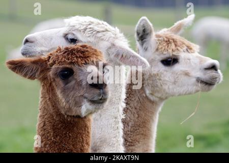 Gli alpaca sono visti alla fattoria Sherlin Alpaca Stud nel distretto di Selwyn a Christchurch, Nuova Zelanda il 5 maggio 2018. Gli alpaca furono importati per la prima volta in Nuova Zelanda alla fine degli anni '1980s dal Cile. (Foto di Sanka Vidanagama/NurPhoto) Foto Stock