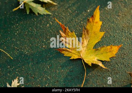 foglia di sycamore caduta in autunno su piano terra, novembre consept bcakdrop Foto Stock