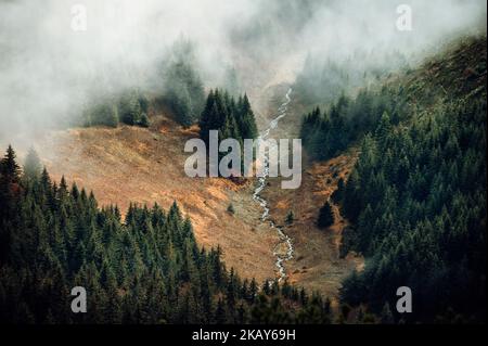 Valle autunnale con vista sulla foresta e la nebbia dall'alto. Pineta mistica in montagna con nebbia sopra gli alberi. . Bellissimo paesaggio melanconico. nat mistico Foto Stock