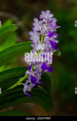 Primo piano di fiori viola blu di rhynchostyris coelestris orchidea epifitica che fiorisce all'aperto su sfondo naturale Foto Stock