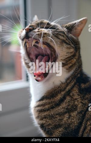 Un bel gatto da tavola (Felis catus) con lunghi whiskers sbadiglio Foto Stock