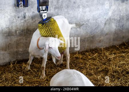 Fattoria di capra vicino a Kyiv, Ucraina, il 19 luglio 2018. (Foto di Maxym Marusenko/NurPhoto) Foto Stock