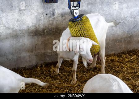 Fattoria di capra vicino a Kyiv, Ucraina, il 19 luglio 2018. (Foto di Maxym Marusenko/NurPhoto) Foto Stock