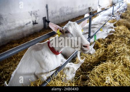 Fattoria di capra vicino a Kyiv, Ucraina, il 19 luglio 2018. (Foto di Maxym Marusenko/NurPhoto) Foto Stock