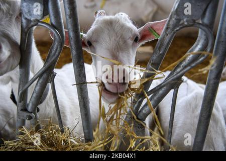 Fattoria di capra vicino a Kyiv, Ucraina, il 19 luglio 2018. (Foto di Maxym Marusenko/NurPhoto) Foto Stock