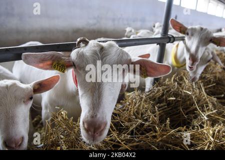 Fattoria di capra vicino a Kyiv, Ucraina, il 19 luglio 2018. (Foto di Maxym Marusenko/NurPhoto) Foto Stock