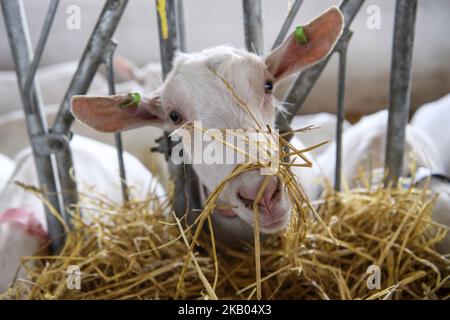 Fattoria di capra vicino a Kyiv, Ucraina, il 19 luglio 2018. (Foto di Maxym Marusenko/NurPhoto) Foto Stock