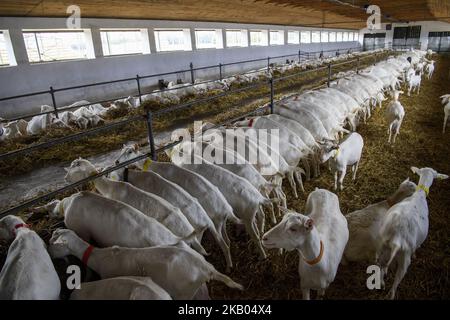 Fattoria di capra vicino a Kyiv, Ucraina, il 19 luglio 2018. (Foto di Maxym Marusenko/NurPhoto) Foto Stock