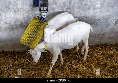 Fattoria di capra vicino a Kyiv, Ucraina, il 19 luglio 2018. (Foto di Maxym Marusenko/NurPhoto) Foto Stock