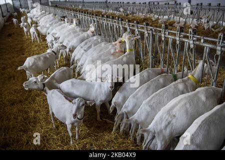 Fattoria di capra vicino a Kyiv, Ucraina, il 19 luglio 2018. (Foto di Maxym Marusenko/NurPhoto) Foto Stock