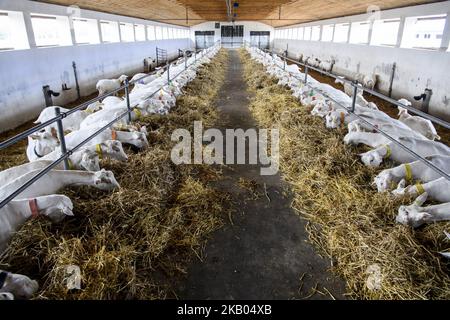 Fattoria di capra vicino a Kyiv, Ucraina, il 19 luglio 2018. (Foto di Maxym Marusenko/NurPhoto) Foto Stock