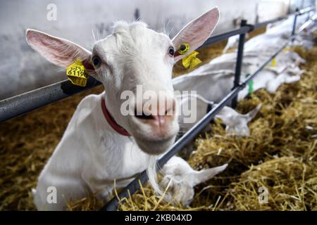 Fattoria di capra vicino a Kyiv, Ucraina, il 19 luglio 2018. (Foto di Maxym Marusenko/NurPhoto) Foto Stock