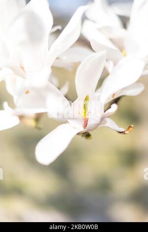 Magnolia stellata a volte chiamato stella Magnolia arbusto a crescita lenta piccolo albero nativo del Giappone bello fiore bianco rosa innevato popolare nel Regno Unito Foto Stock