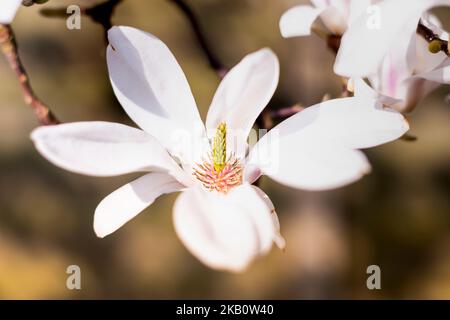 Magnolia stellata a volte chiamato stella Magnolia arbusto a crescita lenta piccolo albero nativo del Giappone bello fiore bianco rosa innevato popolare nel Regno Unito Foto Stock