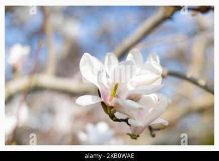 Magnolia stellata a volte chiamato stella Magnolia arbusto a crescita lenta piccolo albero nativo del Giappone bello fiore bianco rosa innevato popolare nel Regno Unito Foto Stock