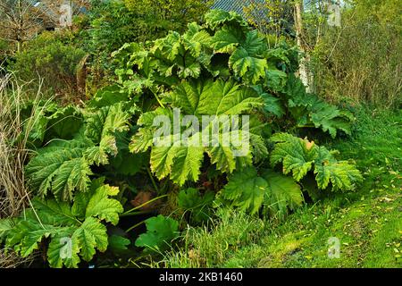 Gunnera manicata (rabarbaro spiky), pianta erbacea della famiglia Gunneraceae, con foglie molto grandi Foto Stock