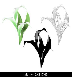 Calla giglio bianco fiori e foglie erbacee piante ornamentali perenni naturali e profilo e silhouette su sfondo bianco vintage vecto Illustrazione Vettoriale