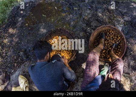 Un operaio di Kashmiri schiaccia le noci dopo la rottura delle loro bucce verdi per pulire i loro gusci su, 18 settembre 2018 in Pulwom, 40 km (24 miglia) a sud di Srinagar, la capitale estiva di Kashmir controllato indiano, India. Jammu e Kashmir producono annualmente oltre due tonnellate di noci di lakh, contribuendo al 80% della produzione totale di noci in India. Le noci che vengono coltivate organicamente e il cui nocciolo è considerato tra i migliori al mondo vengono esportate in diversi paesi, tra cui Francia, Paesi Bassi, Regno Unito, Germania e Medio Oriente. (Foto di Kabli Yawar / Nur Foto) (Foto di Kabl Foto Stock