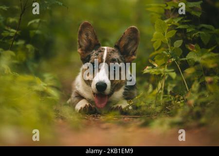Cucciolo di cane corgi felice che si posa sul terreno nella foresta. Ritratto di bel cucciolo di corgi gallese di merle cardigan blu purefatto. Foto Stock