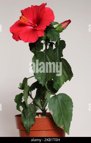 Bel fiore rosso rubino interno fiore di ibisco, sfondo bianco. Messa a fuoco selettiva. Foto Stock