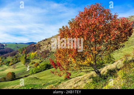 Autunno in montagna con il fogliame dell'albero in primo piano Foto Stock
