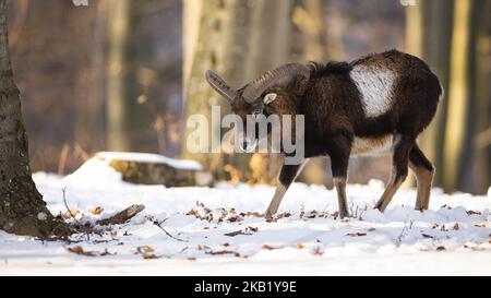 Passeggiate in muflon nella foresta innevata nella natura invernale Foto Stock