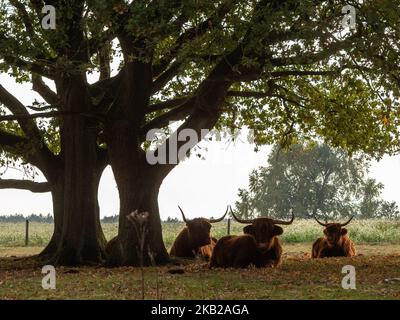 Foto scattata il 21st 2018 ottobre nei Paesi Bassi. Durante la stagione autunnale, il paesaggio olandese è inondato di colori verde, ocra, oro e rossiccio. E' la stagione perfetta per scattare foto della natura e godere di panorami meravigliosi. I Paesi Bassi hanno molte aree boscose con sentieri escursionistici che sono facili da seguire. (Foto di Romy Arroyo Fernandez/NurPhoto) Foto Stock