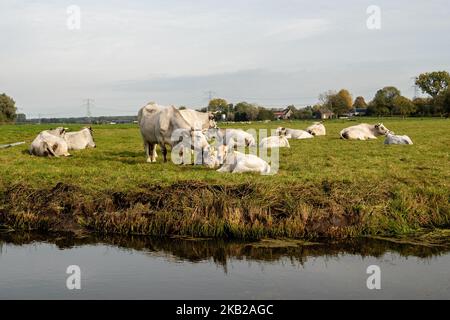 Foto scattata il 21st 2018 ottobre nei Paesi Bassi. Durante la stagione autunnale, il paesaggio olandese è inondato di colori verde, ocra, oro e rossiccio. E' la stagione perfetta per scattare foto della natura e godere di panorami meravigliosi. I Paesi Bassi hanno molte aree boscose con sentieri escursionistici che sono facili da seguire. (Foto di Romy Arroyo Fernandez/NurPhoto) Foto Stock