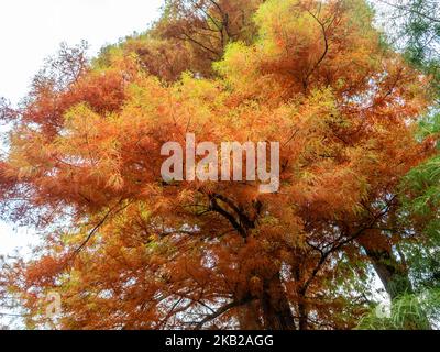 Foto scattata il 21st 2018 ottobre nei Paesi Bassi. Durante la stagione autunnale, il paesaggio olandese è inondato di colori verde, ocra, oro e rossiccio. E' la stagione perfetta per scattare foto della natura e godere di panorami meravigliosi. I Paesi Bassi hanno molte aree boscose con sentieri escursionistici che sono facili da seguire. (Foto di Romy Arroyo Fernandez/NurPhoto) Foto Stock