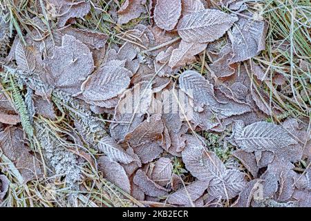 Hoarfrost sulle foglie cadute di autunno. Il primo inverno gelate. Autunno sfondo inverno. Foto Stock