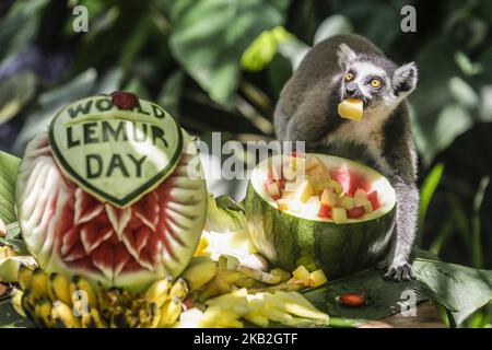 Un limur dalla coda ad anello mangia frutta durante la celebrazione della Giornata Mondiale del Lemur allo Zoo di Bali a Gianyar, Bali, Indonesia, il 26 2018 ottobre. (Foto di Johanes Christo/NurPhoto) Foto Stock