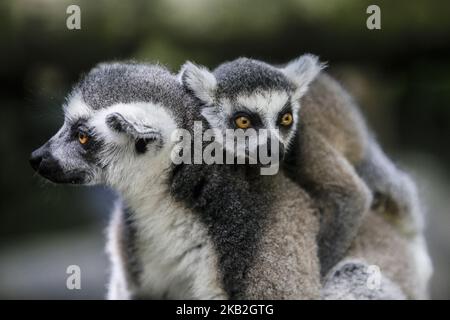 Un lemur dalla coda ad anello si siede su un albero durante la celebrazione della Giornata Mondiale del Lemur allo Zoo di Bali a Gianyar, Bali, Indonesia, il 26 2018 ottobre. (Foto di Johanes Christo/NurPhoto) Foto Stock