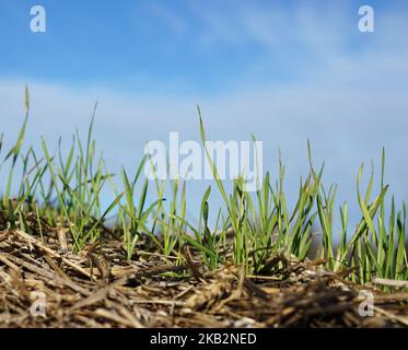 germinazione di grano su una paglia sul cielo blu Foto Stock