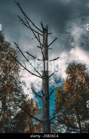 Un vecchio albero sullo sfondo di un cielo spettacolare sul lago di Gowidliski (Polonia, Kashubia) Foto Stock