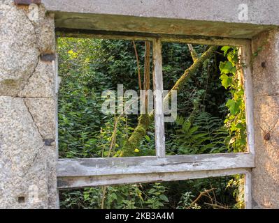 finestra di una casa abbandonata e la natura dietro di essa Foto Stock