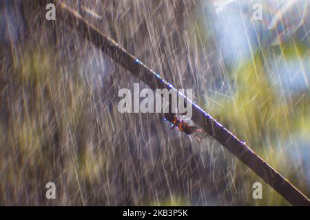 Una formica in primo piano si nasconde da una forte pioggia sotto un ramo di albero capovolto. Le gocce d'acqua volano dall'alto e le loro linee sono visibili. Spazio di copia Foto Stock